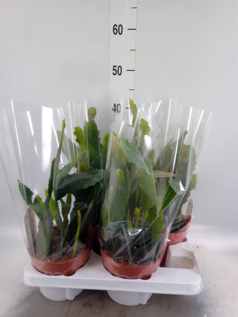 Горшечные цветы и растения оптом Epiphyllum Anguliger от 4шт из Голландии с доставкой по России