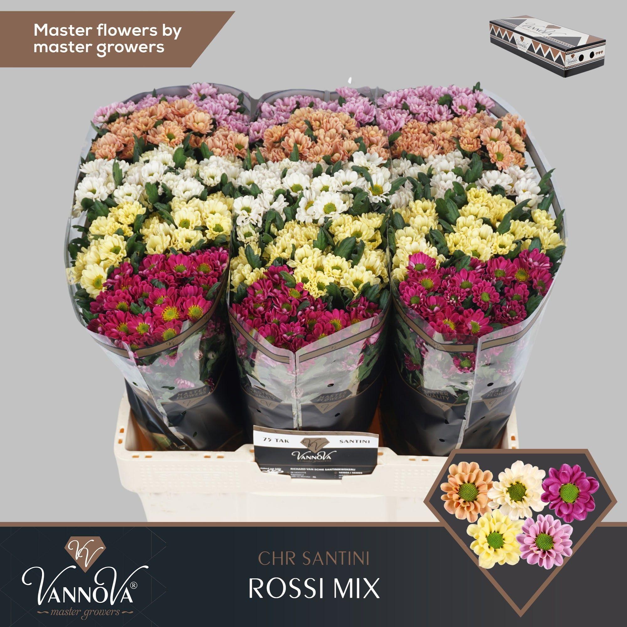 Срезанные цветы оптом Chrys sa rossi mix in bucket A от 75шт из Голландии с доставкой по России