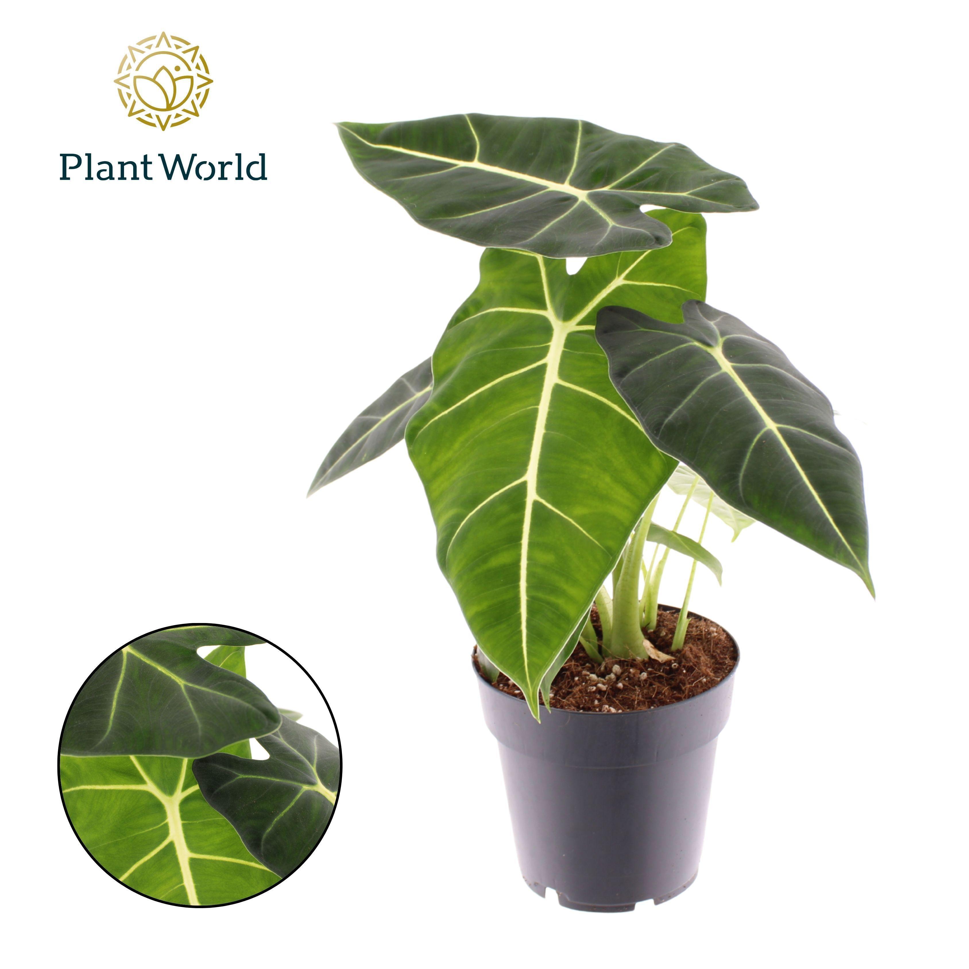 Горшечные цветы и растения оптом Alocasia Frydek от 7шт (для телеги) из Голландии с доставкой по России
