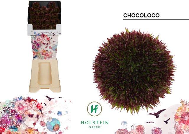 Срезанные цветы оптом Gerbera diamond chocoloco от 80шт из Голландии с доставкой по России