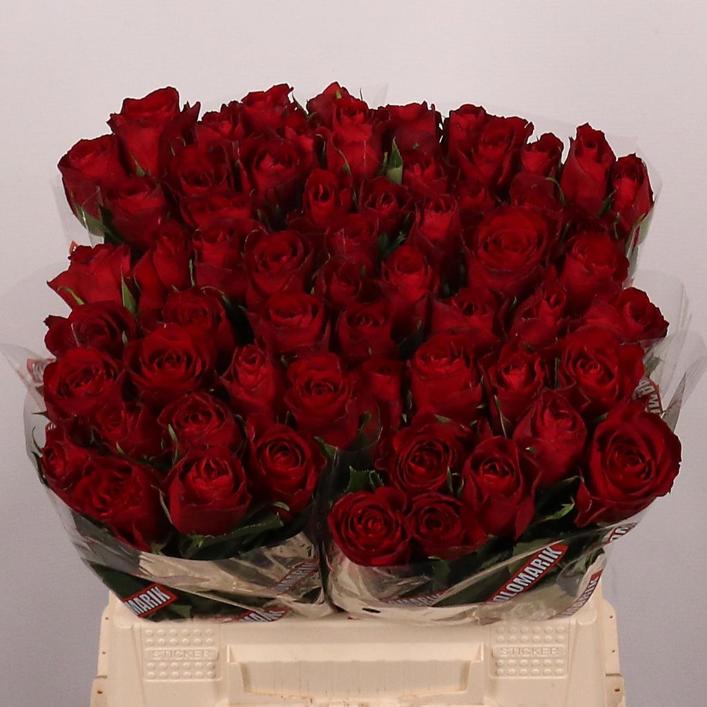 Срезанные цветы оптом Rosa large madam red от 60шт из Голландии с доставкой по России