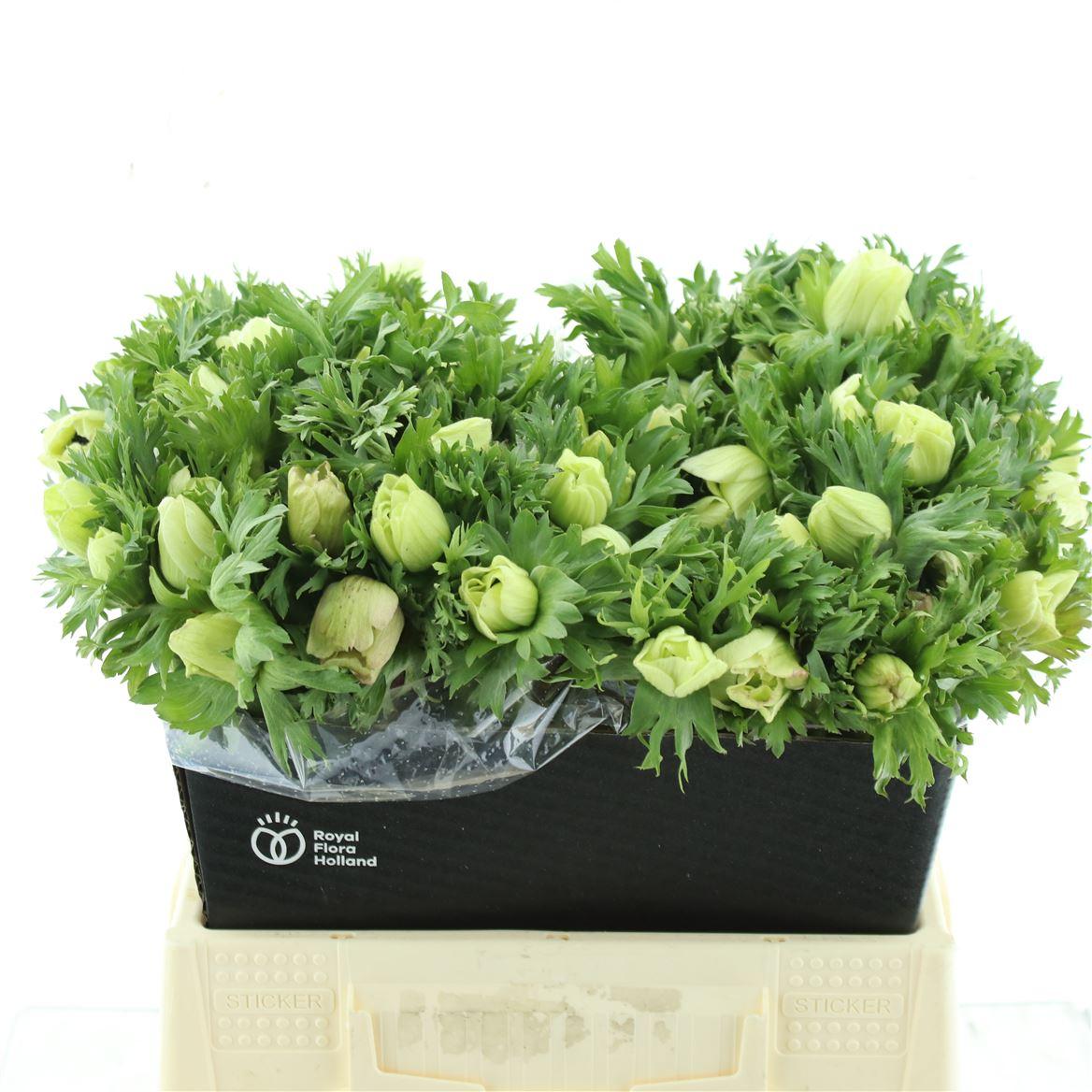 Срезанные цветы оптом Anemone marianne white от 100шт из Голландии с доставкой по России