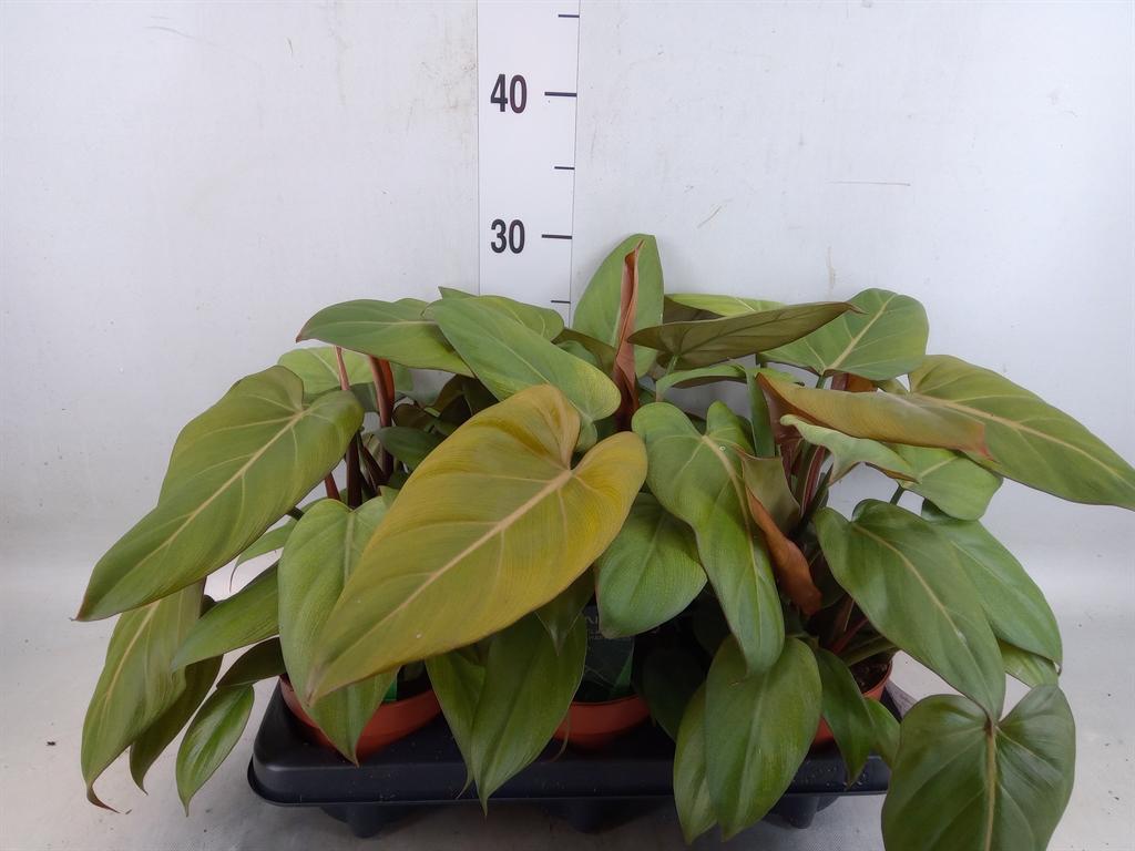 Горшечные цветы и растения оптом Philodendron Black Cardinal от 6шт из Голландии с доставкой по России