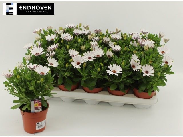 Горшечные цветы и растения оптом Osteo Fp White от 15шт из Голландии с доставкой по России