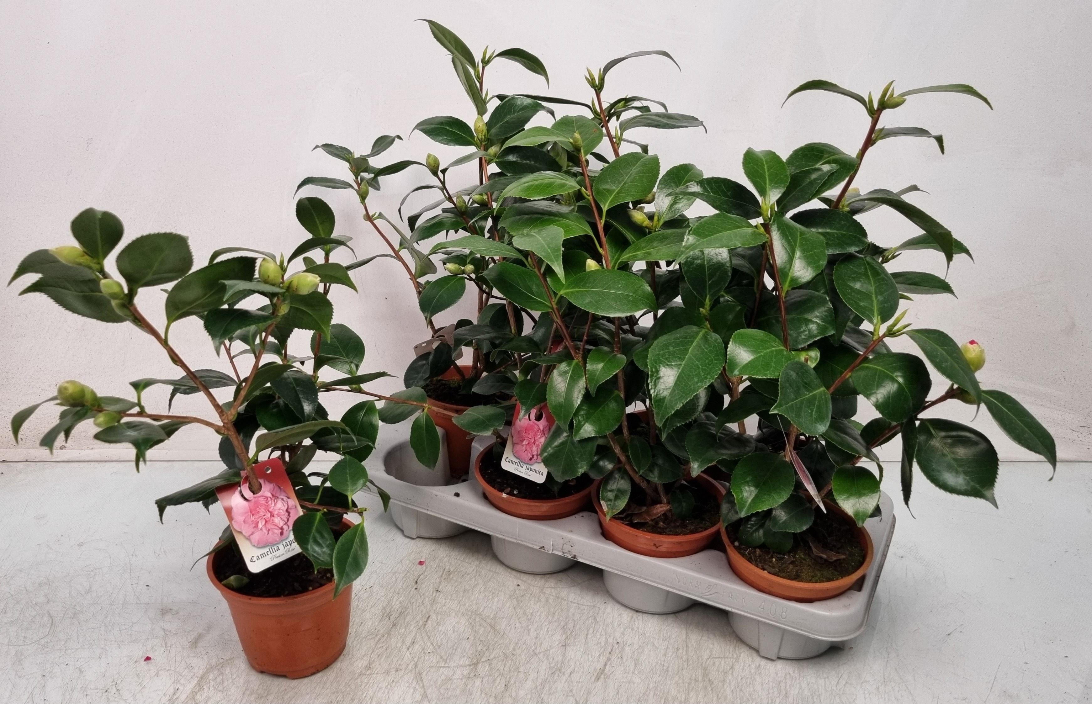 Горшечные цветы и растения оптом Camellia Japonica от 8шт из Голландии с доставкой по России