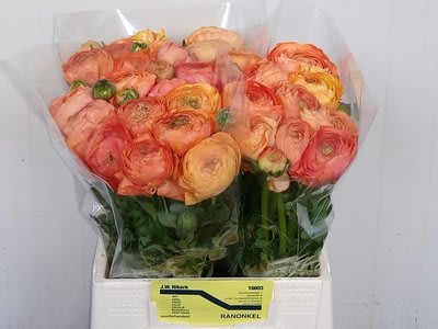 Срезанные цветы оптом Ranunculus aazur salmon от 30шт из Голландии с доставкой по России