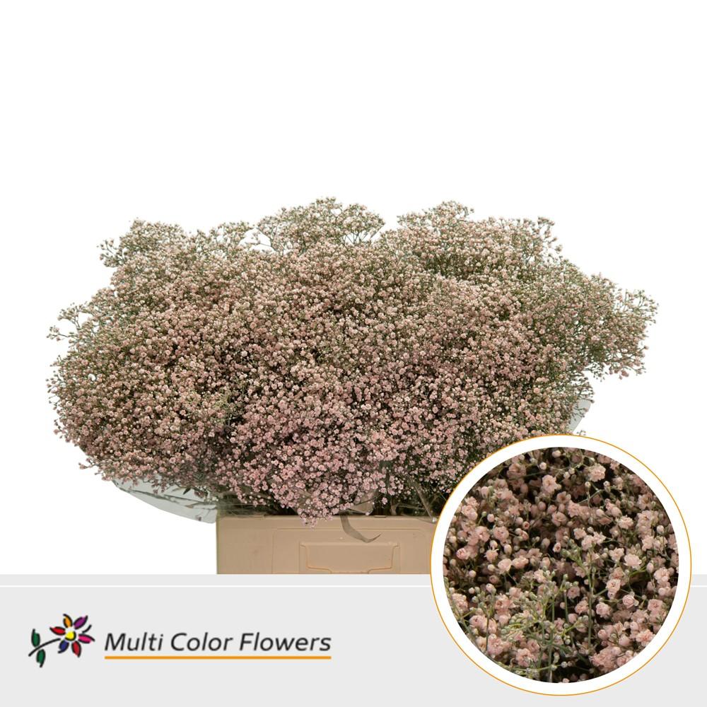 Срезанные цветы оптом Gyps fine paint peach от 100шт из Голландии с доставкой по России Срезанные цветы оптом Gyps fine paint peach от 100шт из Голландии с доставкой по России