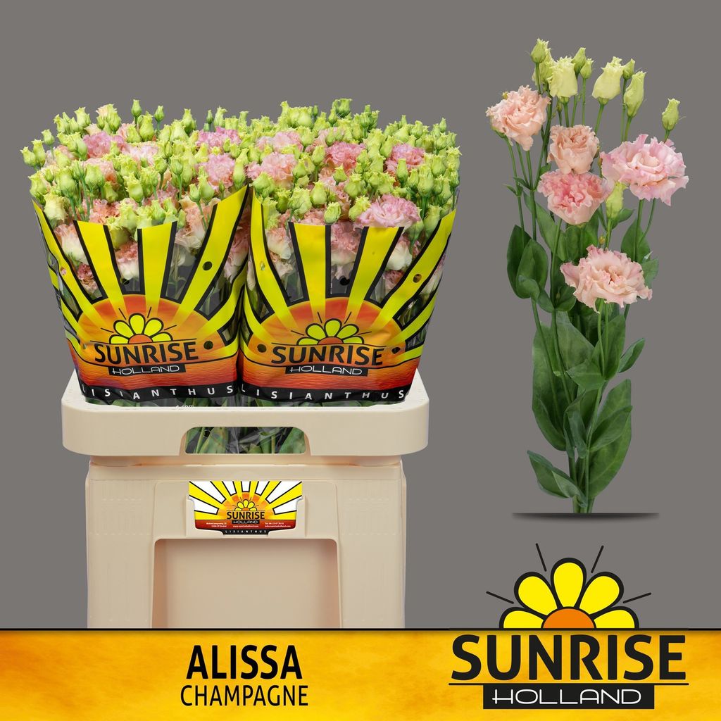 Срезанные цветы оптом Lisianthus do alissa champagne от 40шт из Голландии с доставкой по России