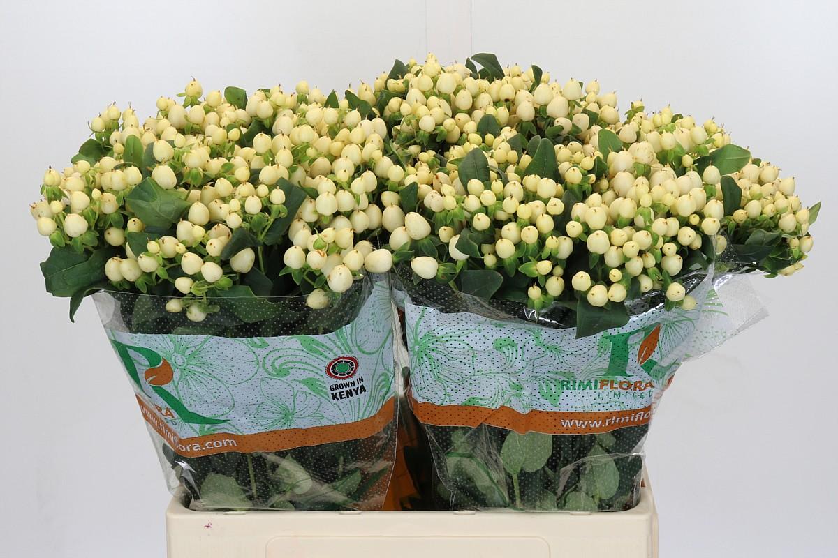 Срезанные цветы оптом Hypericum mag white princes от 125шт из Голландии с доставкой по России