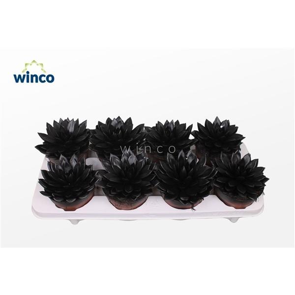 Горшечные цветы и растения оптом Echeveria Agavoides Paint Black от 8шт из Голландии с доставкой по России