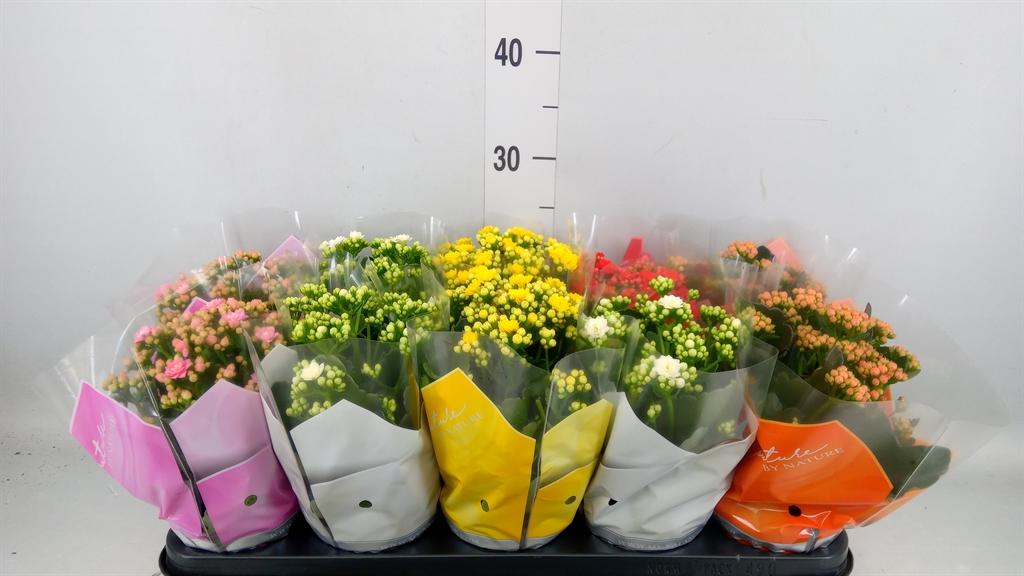 Горшечные цветы и растения оптом Kalanchoe Blos.   ..rosebud Mix  5 от 10шт из Голландии с доставкой по России