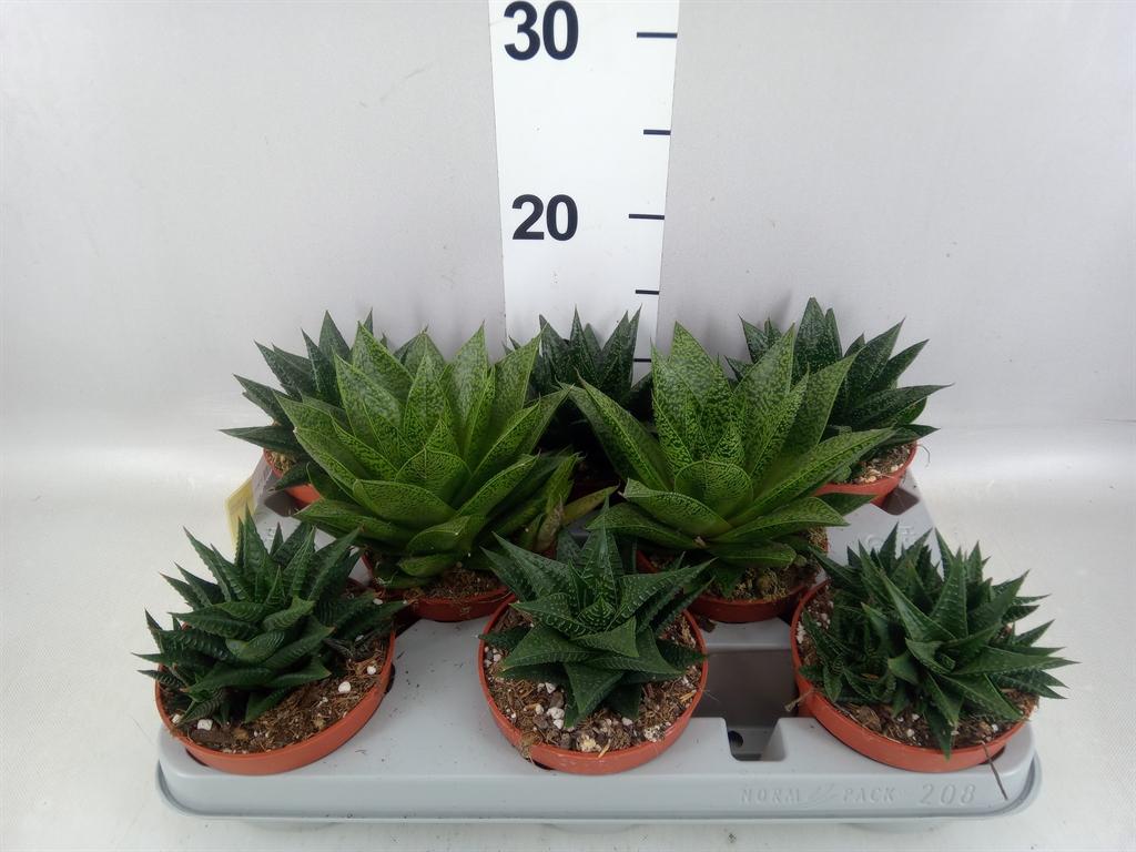 Горшечные цветы и растения оптом Aloe ...mix от 8шт из Голландии с доставкой по России