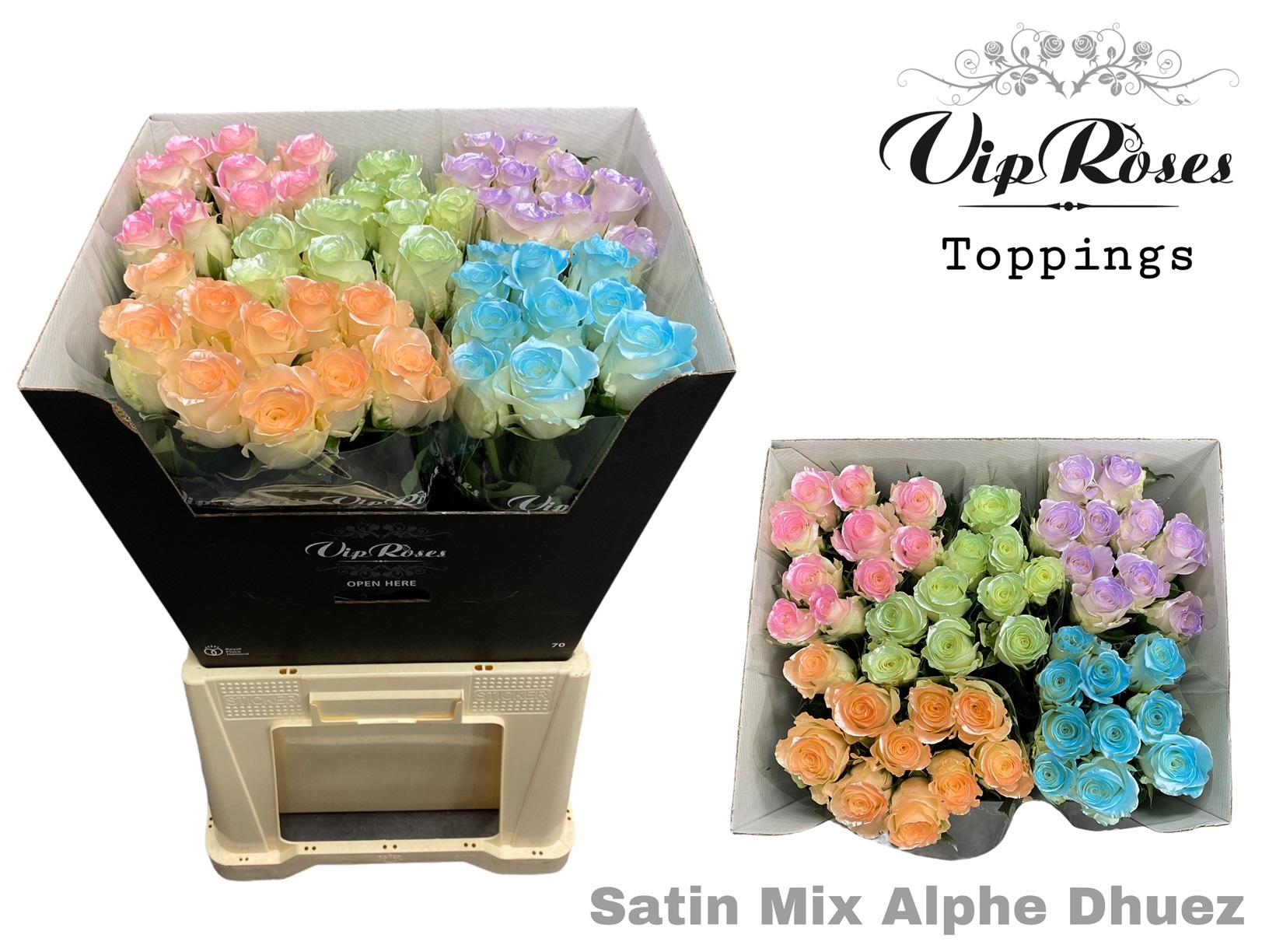 Срезанные цветы оптом Rosa large paint satin mix alpe dhuez от 60шт из Голландии с доставкой по России