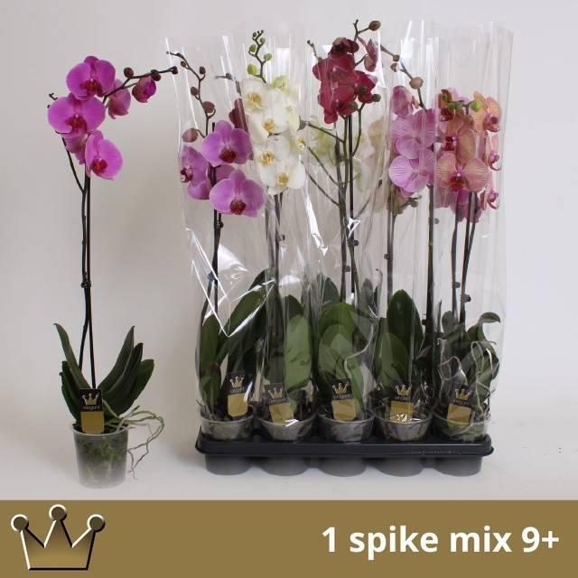 Горшечные цветы и растения оптом Phal 1st Mix 6+ (bernhard) от 10шт из Голландии с доставкой по России