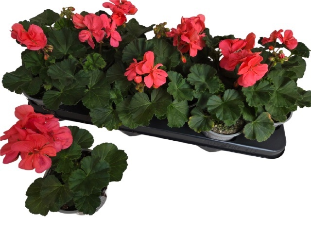 Горшечные цветы и растения оптом Pel Zon Tos Si Lisa от 12шт из Голландии с доставкой по России