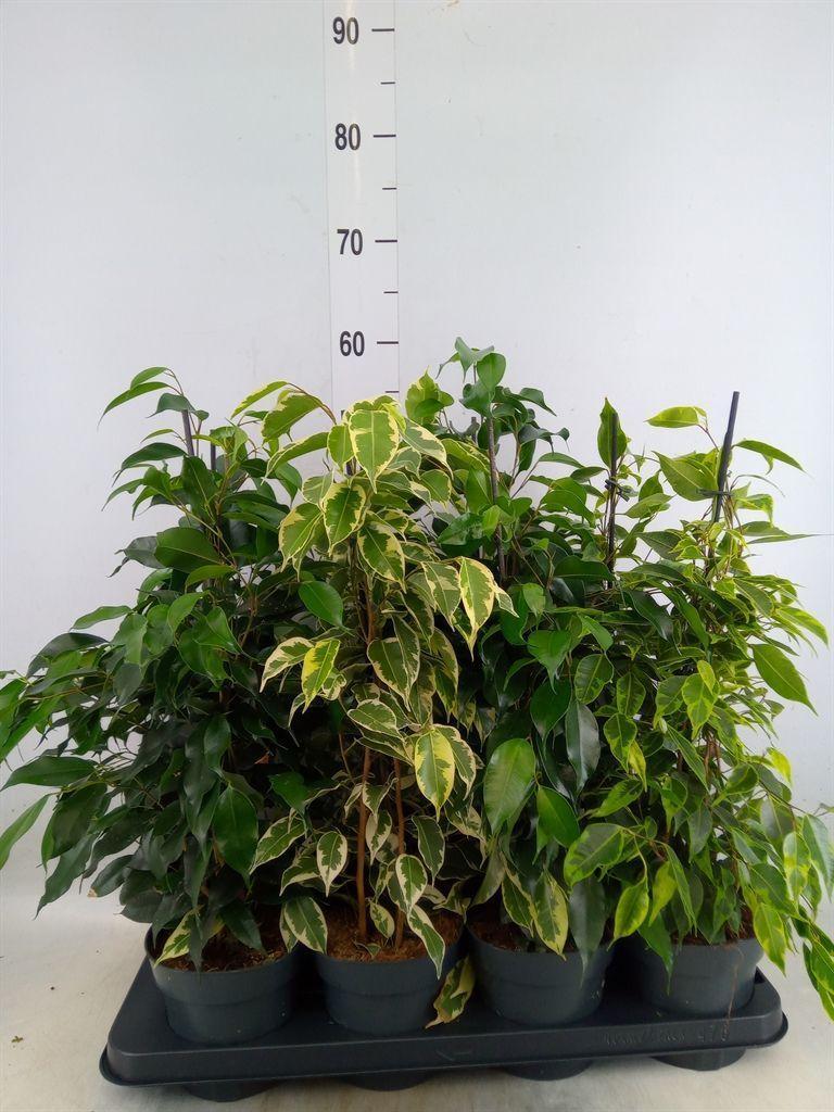 Горшечные цветы и растения оптом Ficus Benja.   ...mix от 8шт из Голландии с доставкой по России