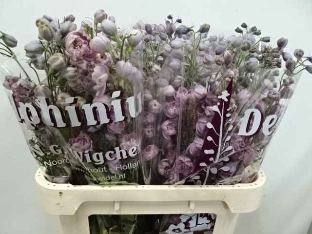 Срезанные цветы оптом Delphinium do el dewi melody от 30шт из Голландии с доставкой по России