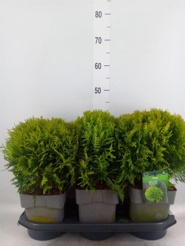 Горшечные цветы и растения оптом Thuja Occ Danica от 3шт из Голландии с доставкой по России