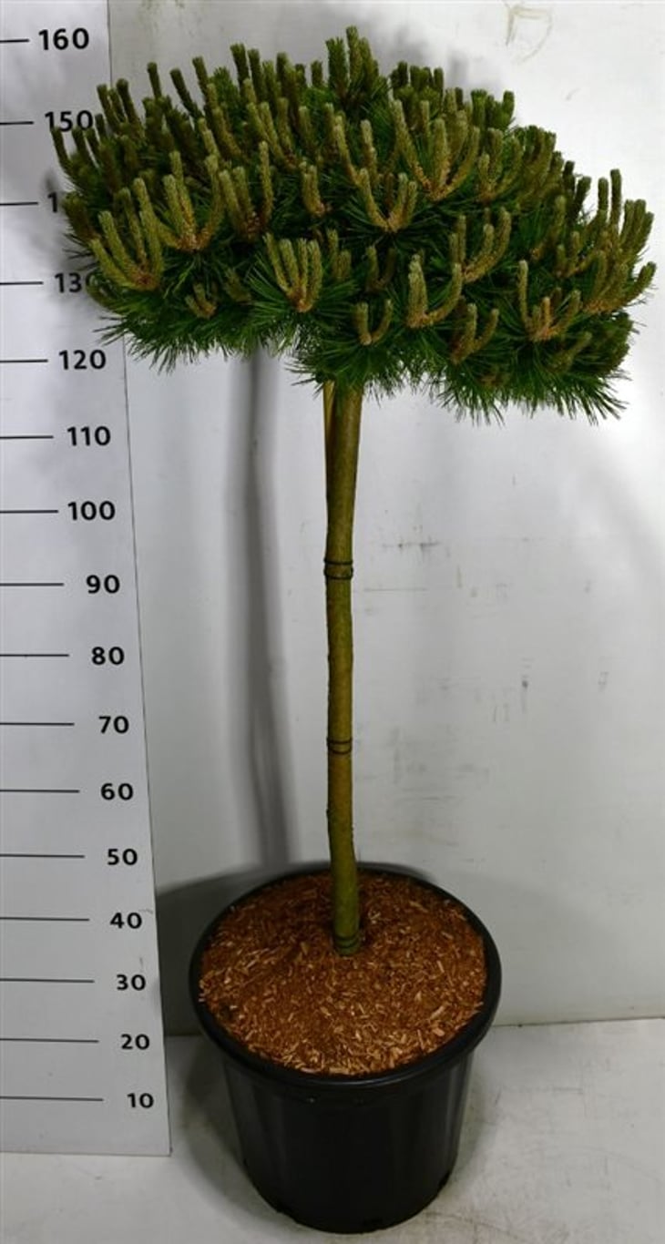 Горшечные цветы и растения оптом Pinus Dens Low Glow On Stem от 1шт из Голландии с доставкой по России