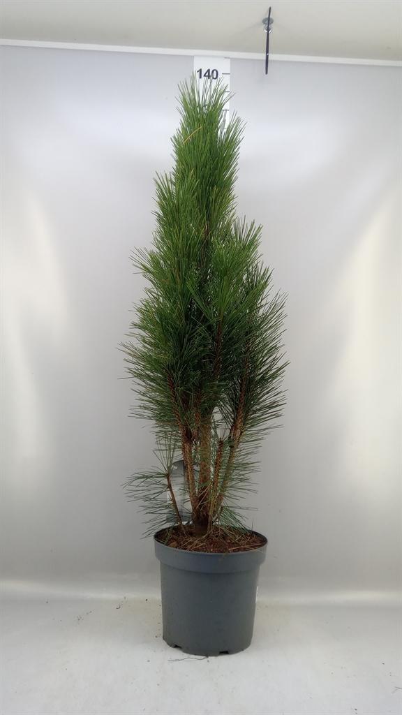 Горшечные цветы и растения оптом Pinus Nigra от 1шт из Голландии с доставкой по России