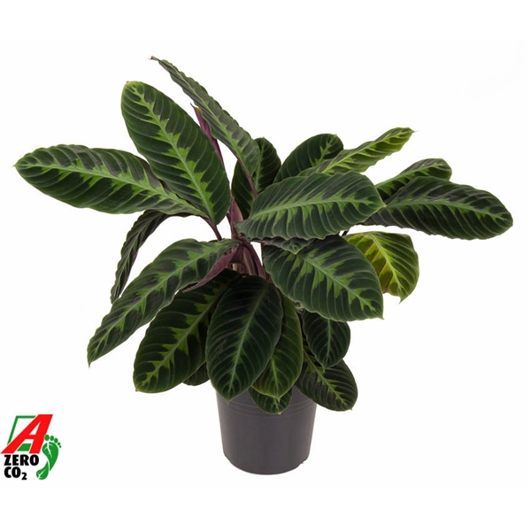 Горшечные цветы и растения оптом Calathea Warcewiczii от 1шт из Голландии с доставкой по России