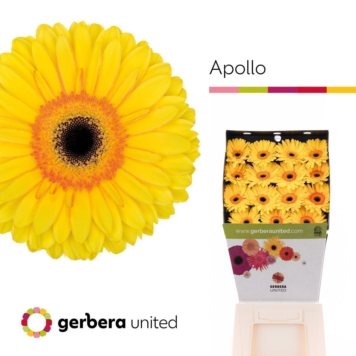 Срезанные цветы оптом Gerbera diamond apollo от 15шт из Голландии с доставкой по России