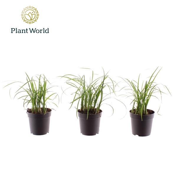 Горшечные цветы и растения оптом Nolina Bushy от 16шт (для телеги) из Голландии с доставкой по России Горшечные цветы и растения оптом Nolina Bushy от 16шт (для телеги) из Голландии с доставкой по России