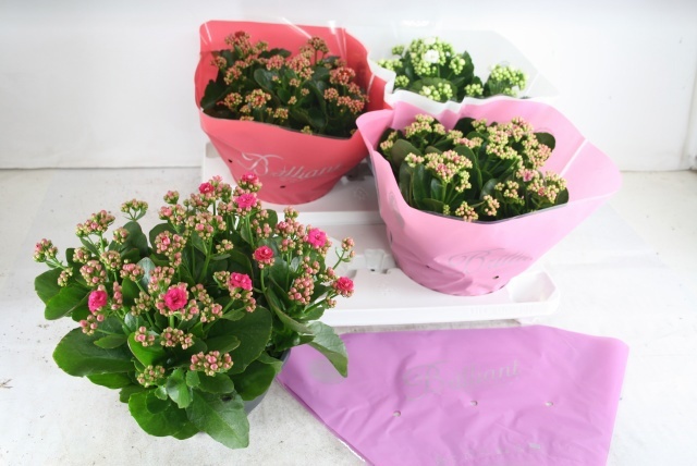 Горшечные цветы и растения оптом Kal Ge Gem 4 Kl от 2шт из Голландии с доставкой по России