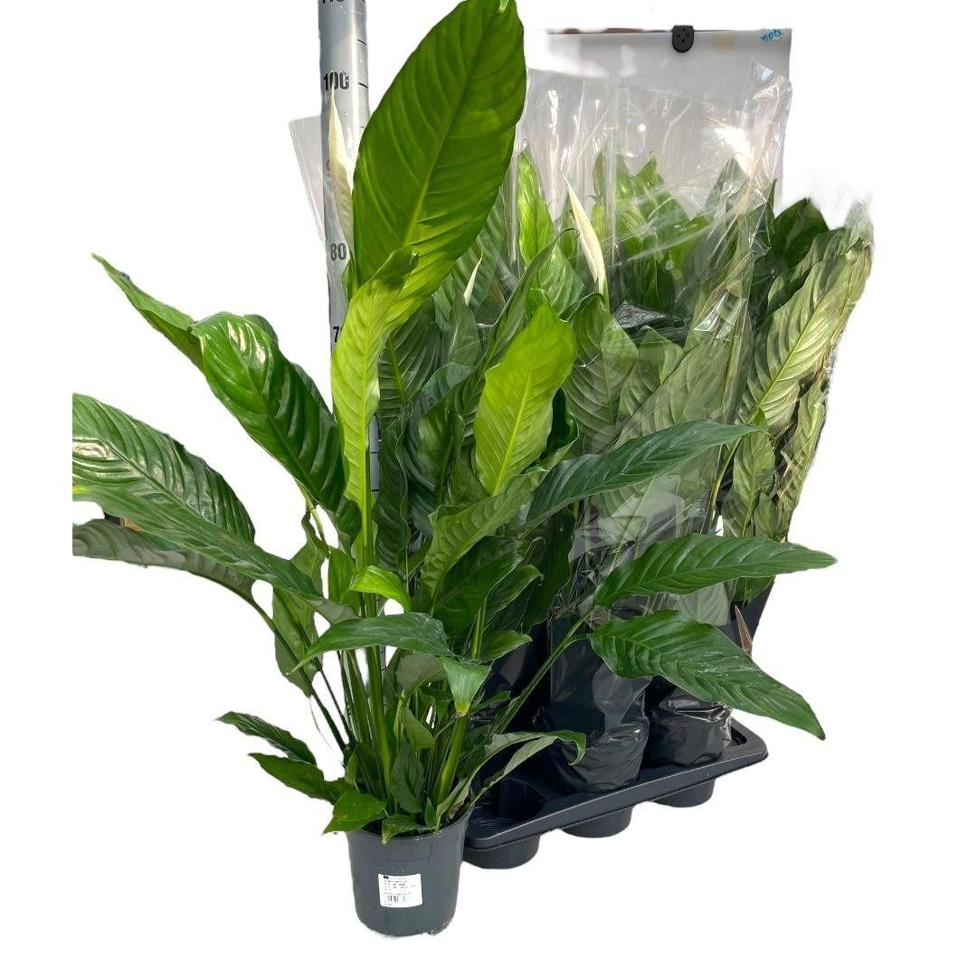 Горшечные цветы и растения оптом Spath Ov от 6шт из Голландии с доставкой по России