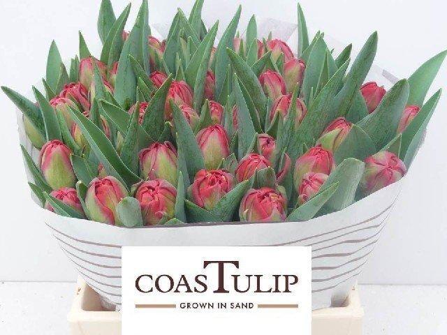 Срезанные цветы оптом Tulipa do sartre от 50шт из Голландии с доставкой по России