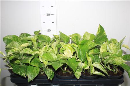 Горшечные цветы и растения оптом Epipremnum Marble Queen от 10шт из Голландии с доставкой по России