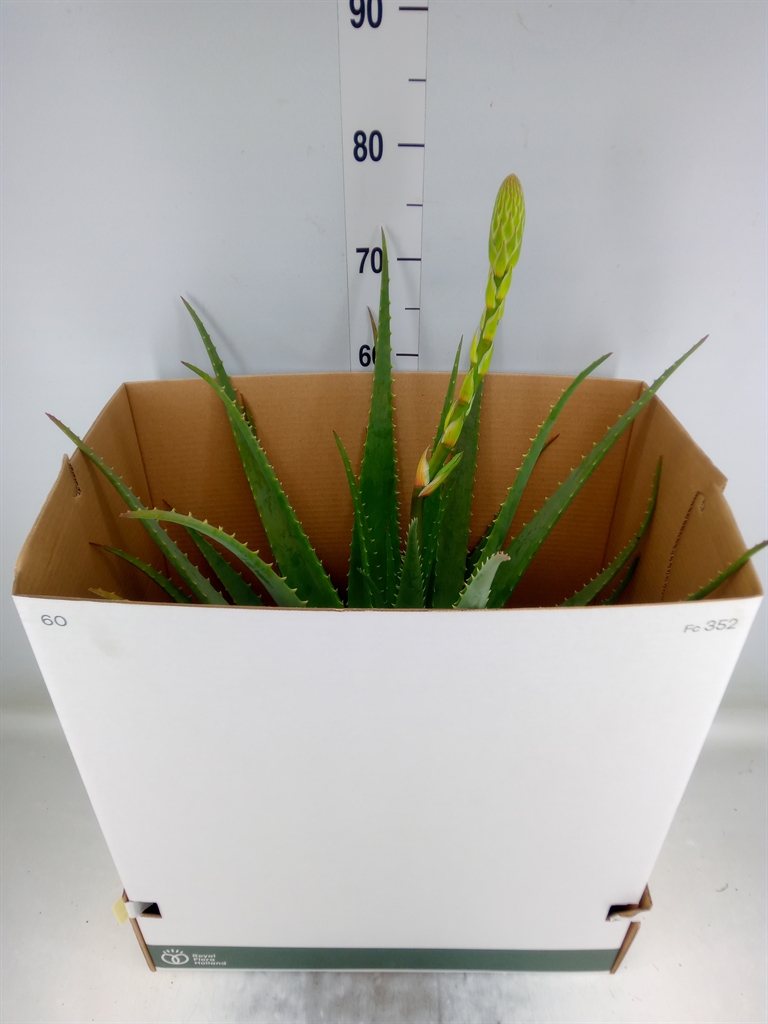 Горшечные цветы и растения оптом Aloe Vera от 1шт из Голландии с доставкой по России