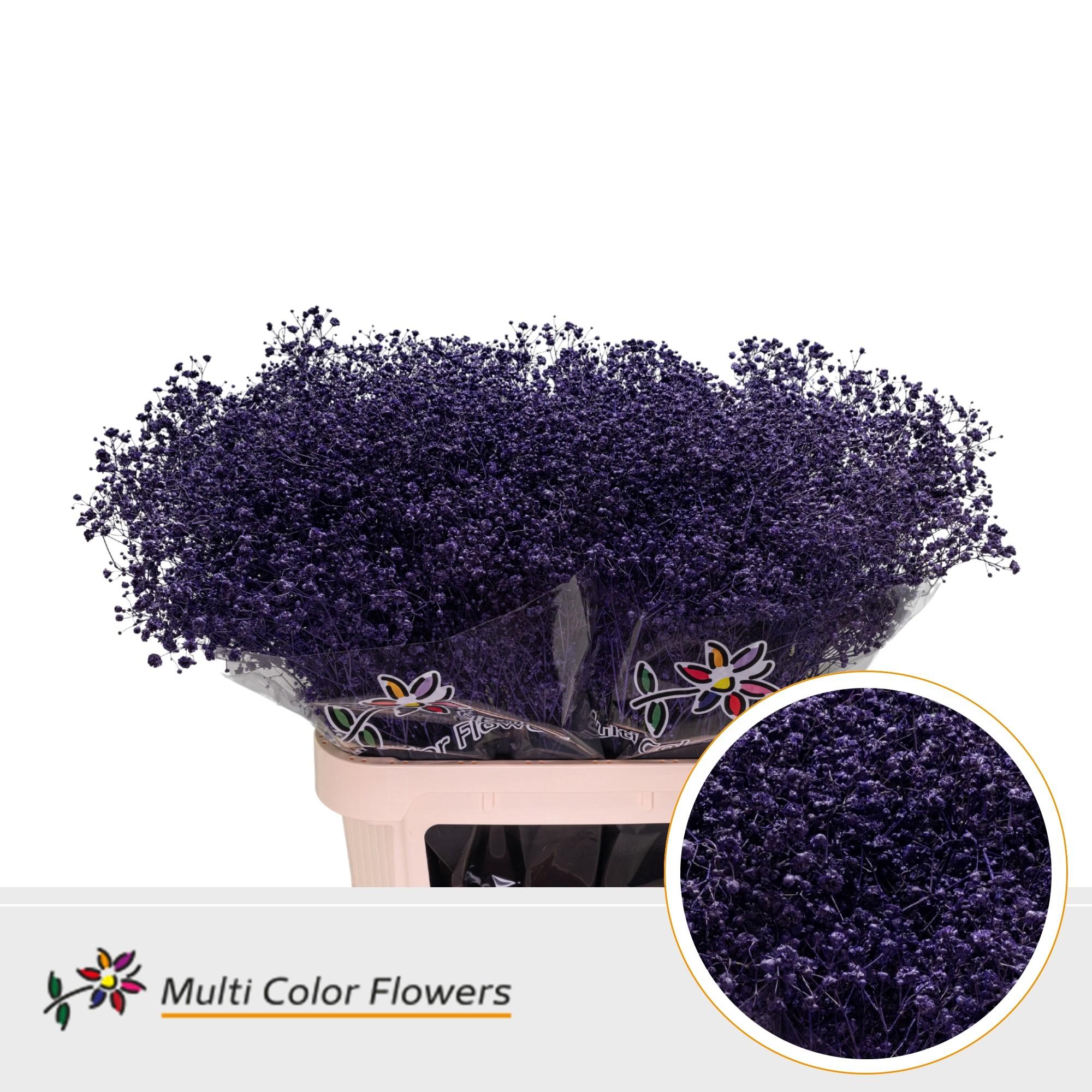 Срезанные цветы оптом Gyps large paint violet от 50шт из Голландии с доставкой по России