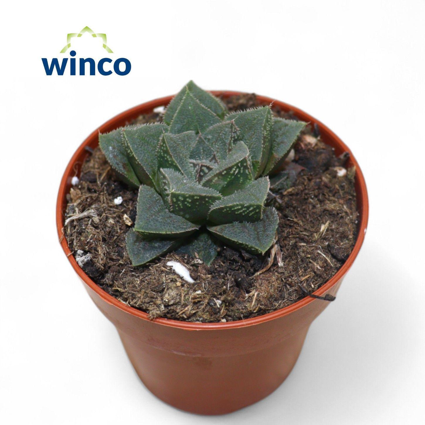 Горшечные цветы и растения оптом Haworthia Pymaea от 18шт (для телеги) из Голландии с доставкой по России