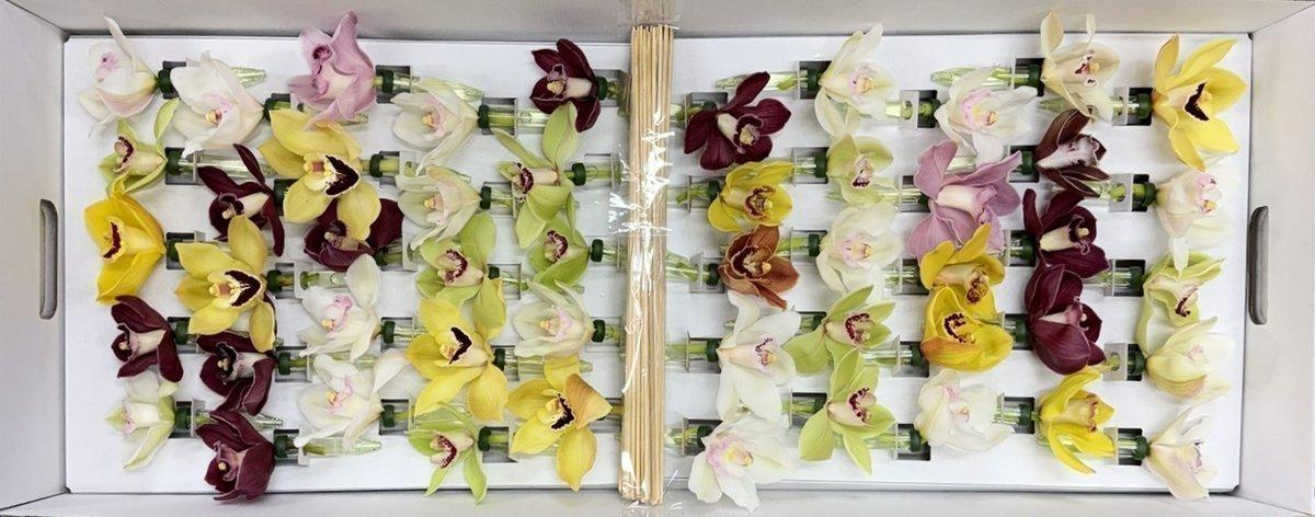 Срезанные цветы оптом Cymbidium stick mix in box от 50шт из Голландии с доставкой по России