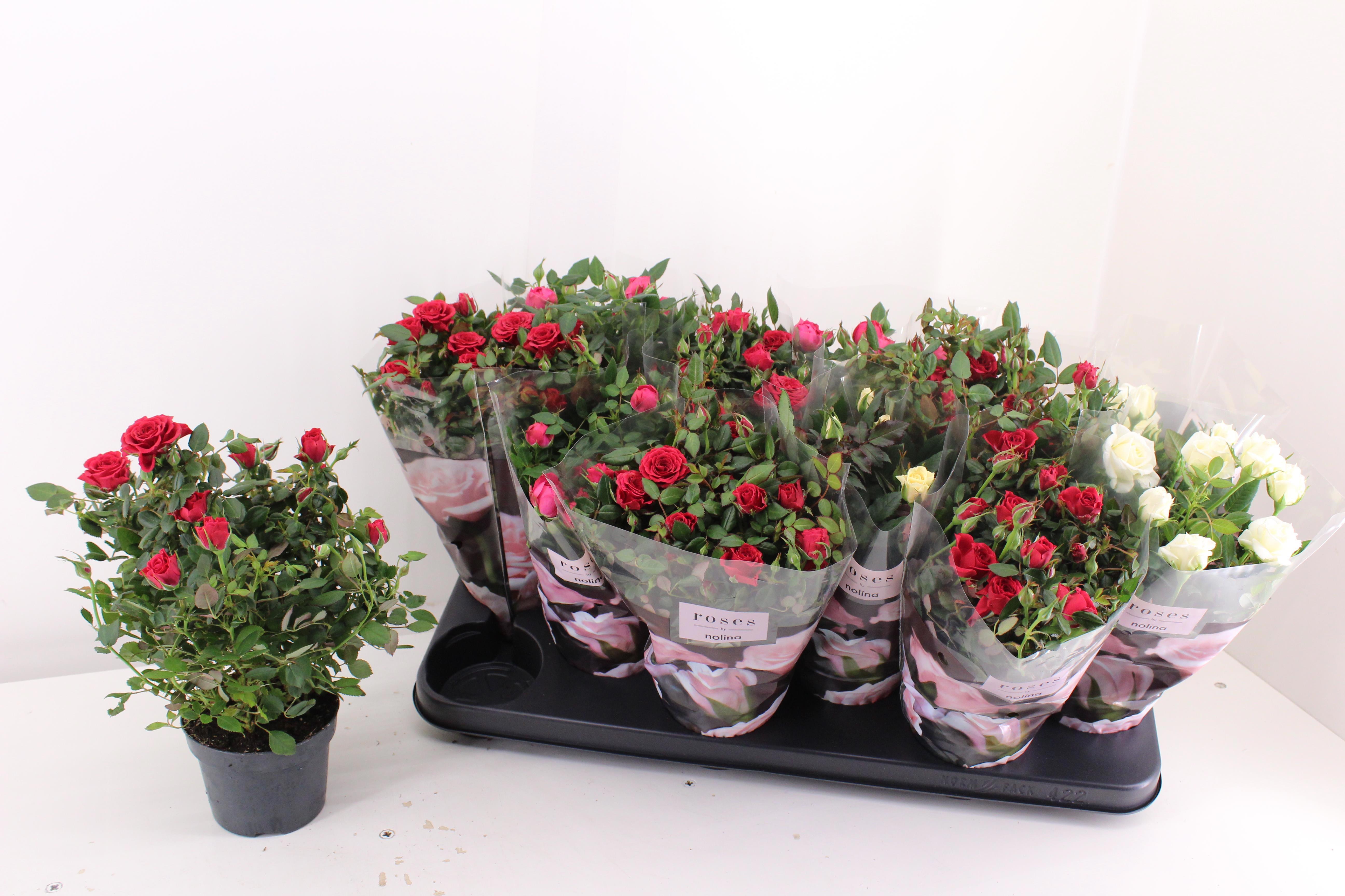 Горшечные цветы и растения оптом Ro Victory Gem от 12шт из Голландии с доставкой по России