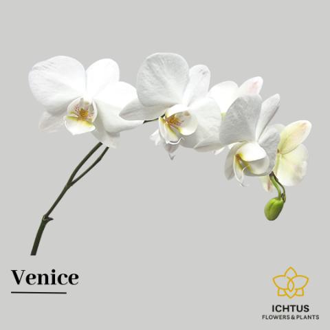 Срезанные цветы оптом Phalaenopsis venice (per stem) A от 20шт из Голландии с доставкой по России