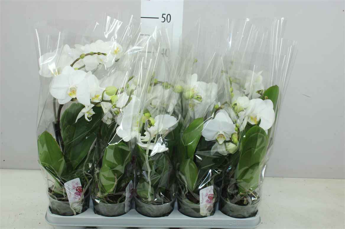Горшечные цветы и растения оптом Phal Boho Love Wit 1 Tak от 10шт из Голландии с доставкой по России