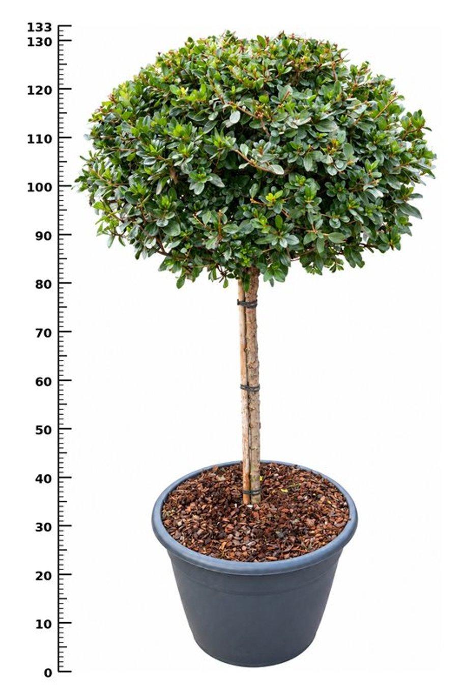 Горшечные цветы и растения оптом Rhododendron (aj) stewartstonian от 1шт из Голландии с доставкой по России