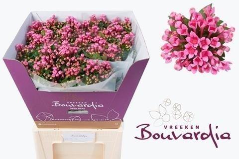 Срезанные цветы оптом Bouvardia si roza от 40шт из Голландии с доставкой по России