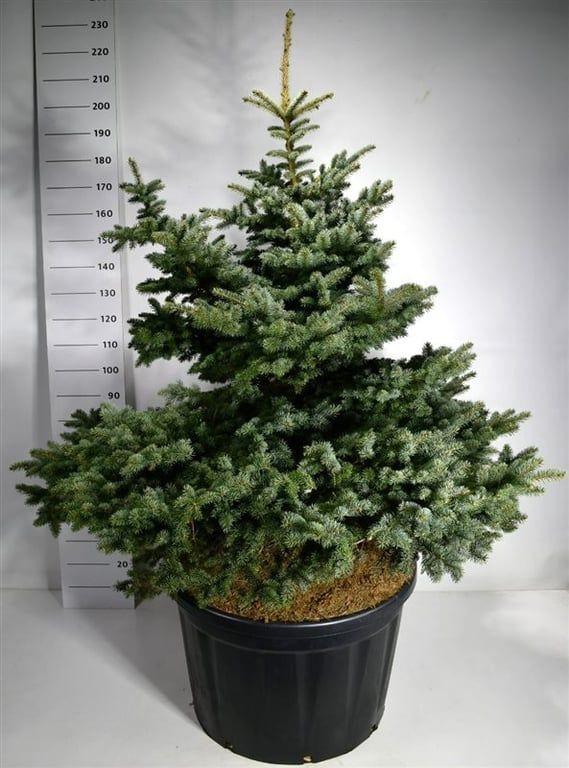 Горшечные цветы и растения оптом Picea Pung Montgomery от 1шт из Голландии с доставкой по России