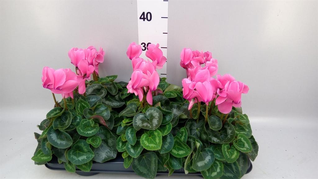 Горшечные цветы и растения оптом Cyclamen Gr leopardo от 6шт (для телеги) из Голландии с доставкой по России