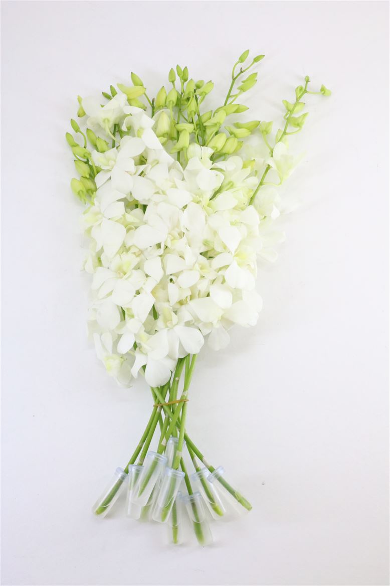 Срезанные цветы оптом Dendrobium big white (madame pompadour) от 80шт из Голландии с доставкой по России