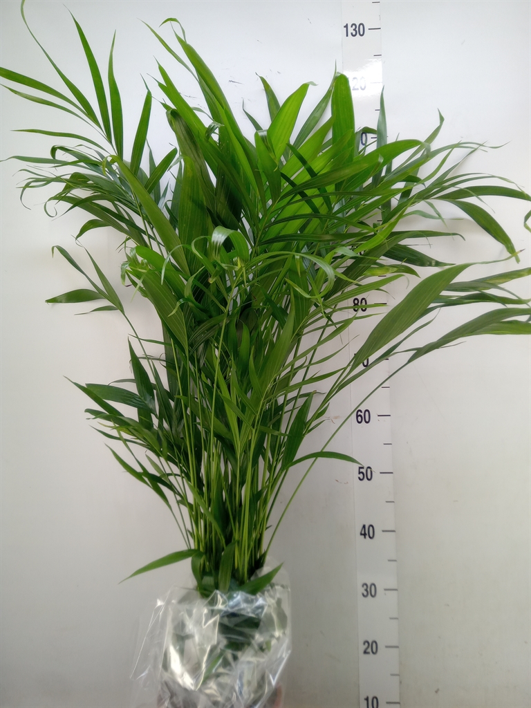 Горшечные цветы и растения оптом Dypsis Lutescens   ...chrysalidoca от 5шт из Голландии с доставкой по России