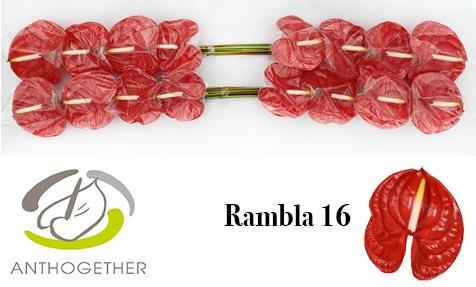 Срезанные цветы оптом Anthurium rambla от 15шт. из Голландии с доставкой по России