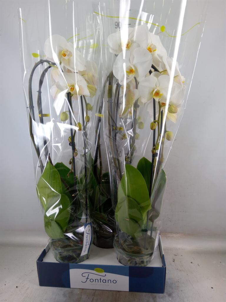 Горшечные цветы и растения оптом Phalaenopsis   ...white от 3шт из Голландии с доставкой по России