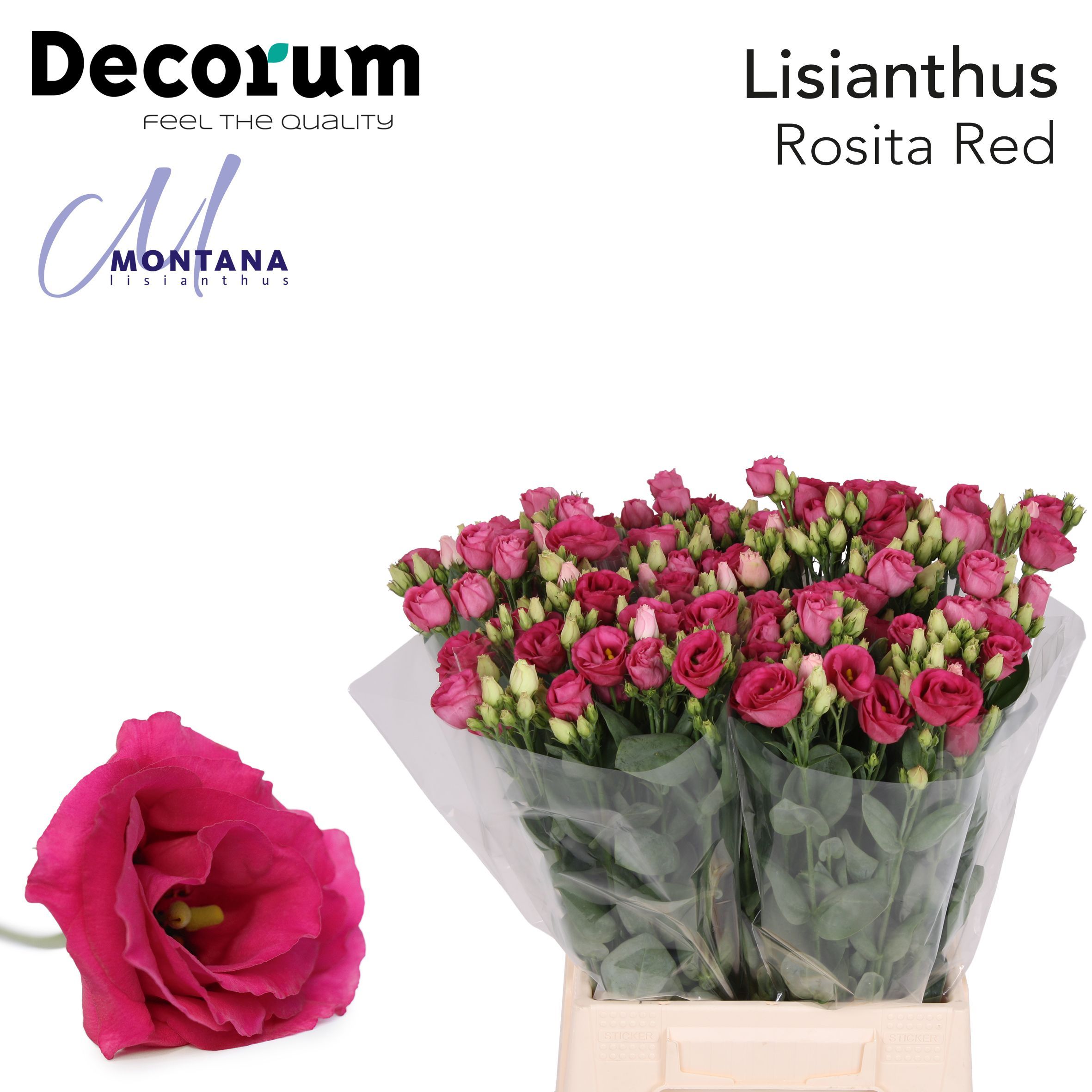 Срезанные цветы оптом Lisianthus do rosita red от 50шт из Голландии с доставкой по России