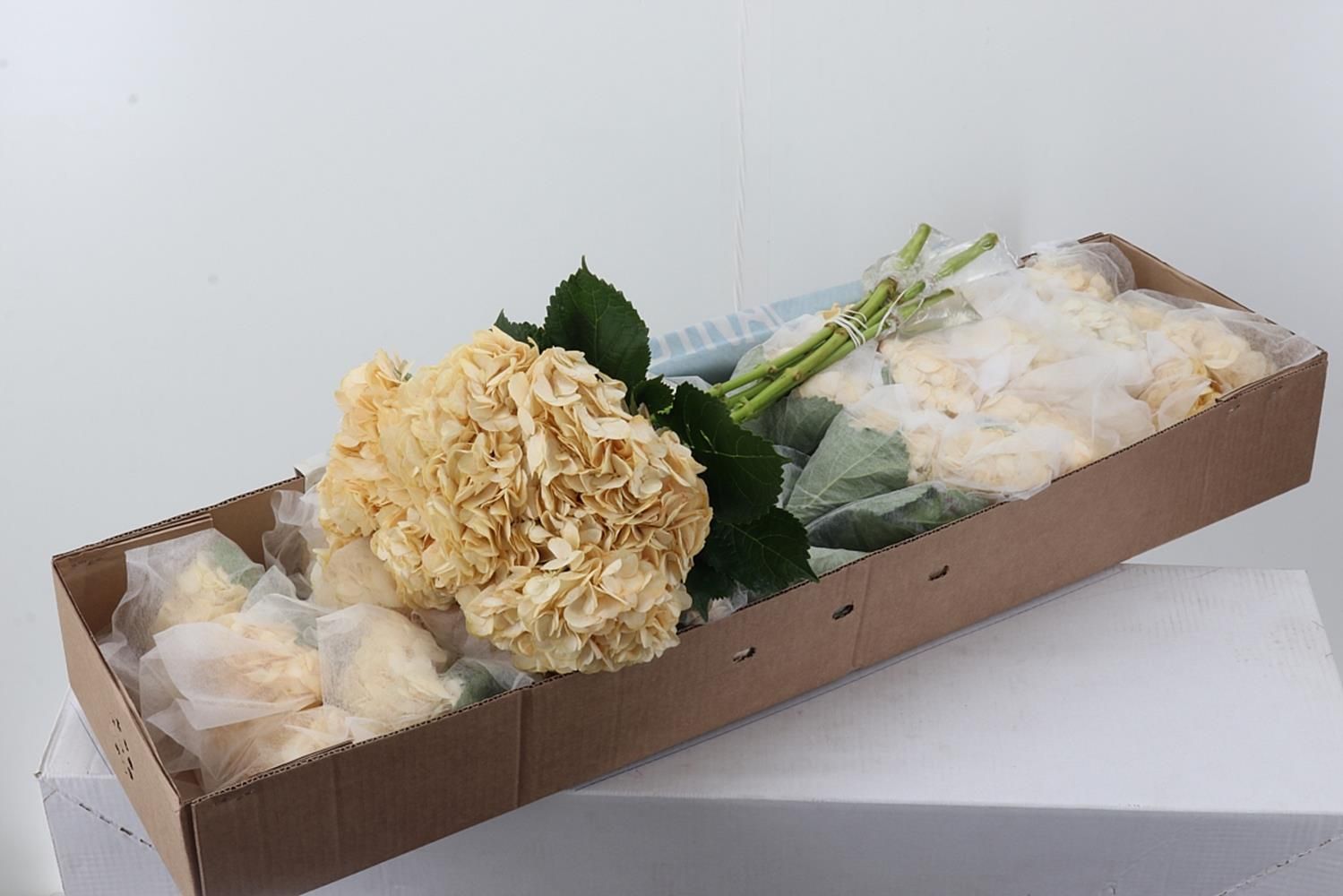 Срезанные цветы оптом Hydrangea box peach от 30шт из Голландии с доставкой по России