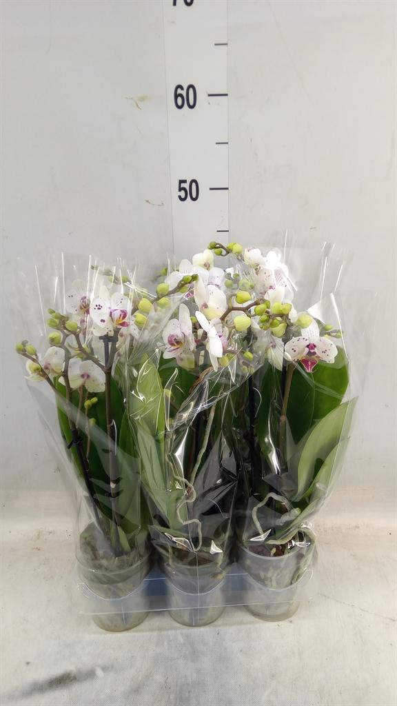 Горшечные цветы и растения оптом Phalaenopsis Multi.   ... от 6шт (для телеги) из Голландии с доставкой по России