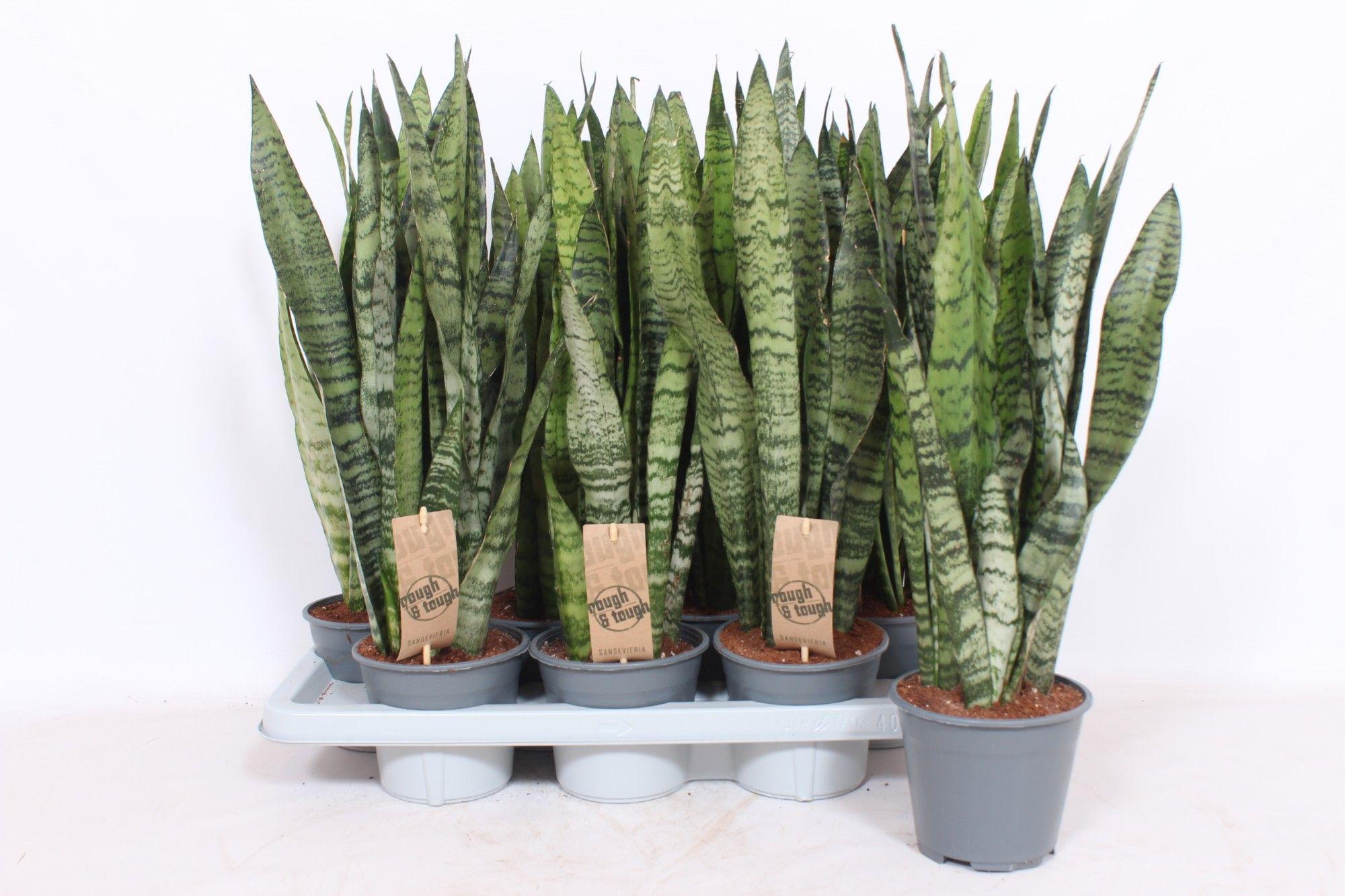 Горшечные цветы и растения оптом Sansevieria Zeylanica Xl от 7шт из Голландии с доставкой по России